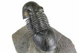 Flying Paralejurus Trilobite - Orange Eye Preservation! #381466-5